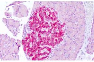 Anti-FGF21 antibody IHC staining of rat pancreas.