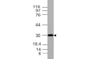 Image no. 1 for anti-Homeobox A9 (HOXA9) (AA 63-272) antibody (ABIN5027256)