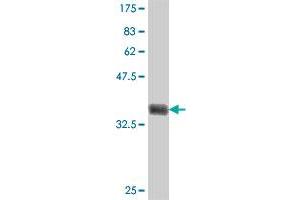 Western Blot detection against Immunogen (37 KDa) . (SPOCK3 Antikörper  (AA 132-230))