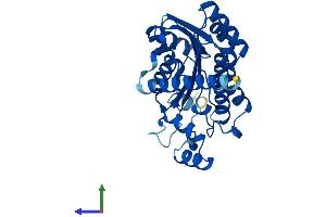 Protein Structure (PS) image for Epidermal Retinal Dehydrogenase 2 (RDHE2) (AA 1-309) protein (His tag) (ABIN7551222)