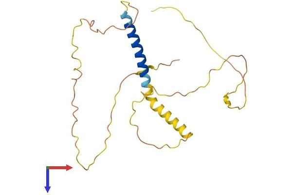 KCNE4 Protein (AA 1-221) (His tag)