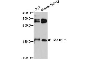 Western blot analysis of extracts of various cell lines, using TAX1BP3 antibody. (TAX1BP3 Antikörper)