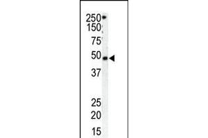 Antibody is used in Western blot to detect GRK1 in HeLa cell lysate (Lane 1) and mouse spleen tissue lysate (Lane 2).