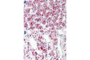 Immunohistochemistry (Formalin/PFA-fixed paraffin-embedded sections) of human liver (A) and human adrenal gland tissue (B) with FFAR3 polyclonal antibody . (FFAR3 Antikörper  (Internal Region))