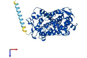 CYP2A7 Protein (AA 1-494) (His tag)