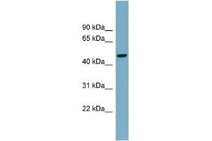WB Suggested Anti-ATG4A Antibody Titration:  0. (ATG4A Antikörper  (Middle Region))