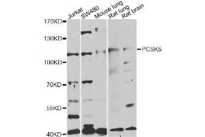 Western blot analysis of extracts of various cell lines, using PCSK5 antibody (ABIN1876638) at 1:1000 dilution. (PCSK5 Antikörper)