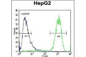 ATP5H Antibody (Center) (ABIN654144 and ABIN2844011) flow cytometric analysis of HepG2 cells (right histogram) compared to a negative control cell (left histogram). (ATP5H Antikörper  (AA 68-97))