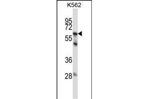 P11 Antibody (C-term) (ABIN657651 and ABIN2846646) western blot analysis in K562 cell line lysates (35 μg/lane). (MMP11 Antikörper  (C-Term))