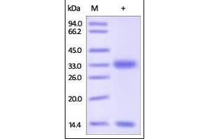 SDS-PAGE (SDS) image for neonatal Fc Receptor (FcRn) (AA 24-297) (Active) protein (His tag,Strep Tag) (ABIN2181081)