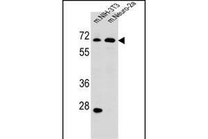 ME2 Antibody (C-term) (ABIN656541 and ABIN2845805) western blot analysis in mouse NIH-3T3,Neuro-2a cell line lysates (35 μg/lane). (NAD-ME Antikörper  (C-Term))