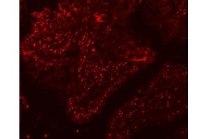 IF analysis of SF3A1 using anti-SF3A1 antibody (ABIN7600556). (SF3A1 Antikörper  (AA 20-556))