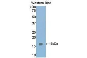 Western Blotting (WB) image for anti-Low Density Lipoprotein Receptor-Related Protein Associated Protein 1 (LRPAP1) (AA 241-358) antibody (ABIN1859712) (LRPAP1 Antikörper  (AA 241-358))