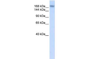 WB Suggested Anti-ADAR Antibody Titration:  0. (ADAR Antikörper  (N-Term))