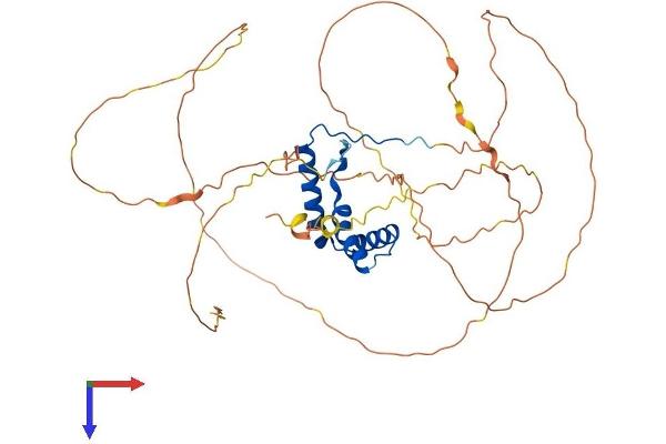 SOX4 Protein (AA 1-440) (His tag)