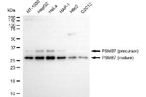 Western blotting analysis using PSMB7 antibody (ABIN7799954).