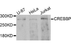 Western blot analysis of extracts of various cells, using CREBBP antibody. (CBP Antikörper)