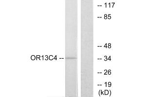 Western blot analysis of extracts from COS-7 cells, using OR13C4 antibody. (OR13C4 Antikörper  (Internal Region))