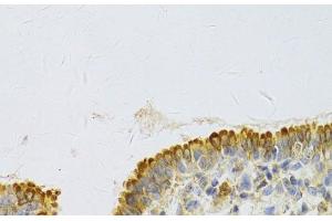Immunohistochemistry of paraffin-embedded Rat lung using PA2G4 Polyclonal Antibody at dilution of 1:100 (40x lens). (PA2G4 Antikörper)