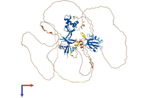DVL3 Protein (AA 1-716) (His tag)