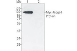 Western Blotting (WB) image for anti-Myc Tag antibody (Agarose Beads) (ABIN1105580) (Myc Tag Antikörper  (Agarose Beads))