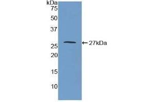 Detection of Recombinant MAOA, Mouse using Polyclonal Antibody to Monoamine Oxidase A (MAOA) (Monoamine Oxidase A Antikörper  (AA 229-428))