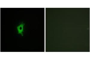 Immunofluorescence (IF) image for anti-Lectin, Galactoside-Binding, Soluble, 2 (LGALS2) (AA 31-80) antibody (ABIN2890007) (Galectin 2 Antikörper  (AA 31-80))