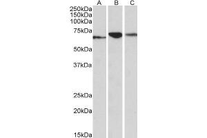 ABIN768548 (0. (PDIA2 Antikörper  (AA 477-481))