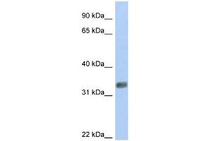 WB Suggested Anti-PURG Antibody Titration:  0. (PURG Antikörper  (N-Term))
