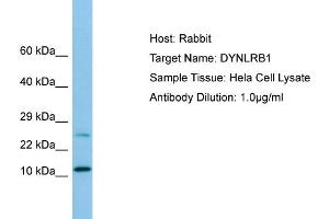 Western Blotting (WB) image for anti-Dynein, Light Chain, Roadblock Type 1 (DYNLRB1) (N-Term) antibody (ABIN2790179) (DYNLRB1 Antikörper  (N-Term))