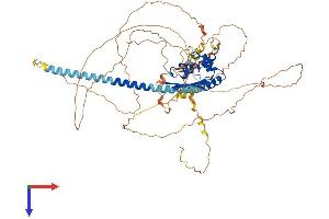 TSPY-Like 2 Protein (TSPYL2) (AA 1-677) (His tag)