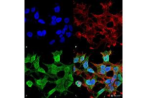 Immunocytochemistry/Immunofluorescence analysis using Mouse Anti-Neuroligin 1 Monoclonal Antibody, Clone S97A-31 . (Neuroligin 1 Antikörper  (AA 718-843))