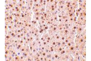 Immunohistochemistry of TRAF2 in mouse liver tissue with TRAF2 polyclonal antibody  at 10 ug/mL . (TRAF2 Antikörper  (C-Term))