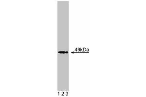 Western blot analysis of Acetylcholine Receptor alpha on BC3H1 lysate. (CHRNA1 Antikörper  (AA 332-457))