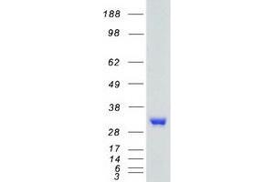 Western Blotting (WB) image for Tumor Necrosis Factor (Ligand) Superfamily, Member 11 (TNFSF11) (Transcript Variant 2) protein (Myc-DYKDDDDK Tag) (ABIN2713548)