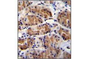 Immunohistochemistry analysis in formalin fixed and paraffin embedded human stomach tissue reacted with POLR3GL Antibody (Center) followed which was peroxidase conjugated to the secondary antibody and followed by DAB staining. (POLR3GL Antikörper  (Middle Region))