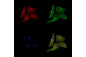Phospho-Rab3A (Thr86) Antibody staining Hela cells(heat shock treatment) by IF/ICC. (RAB3A Antikörper  (pThr86))