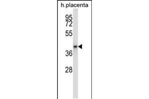 Western blot analysis in human placenta tissue lysates (35ug/lane). (GNAQ Antikörper  (N-Term))