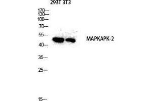 Western Blot (WB) analysis of 293T 3T3 lysis using MAPKAPK-2 antibody. (MAPKAP Kinase 2 Antikörper  (Tyr463))