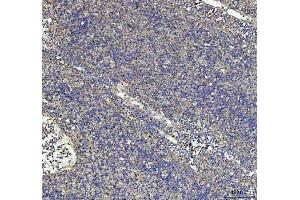 IHC analysis of G-CSF/CSF3 using anti-G-CSF/CSF3 antibody (ABIN3042762). (G-CSF Antikörper  (AA 38-207))