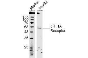 (Human Cell line) HepG2 lysates probed with 5-HTR1A Polyclonal Antibody, unconjugated  at 1:300 overnight at 4°C followed by a conjugated secondary antibody at 1:10000 for 60 minutes at 37°C. (Serotonin Receptor 1A Antikörper  (AA 301-400))
