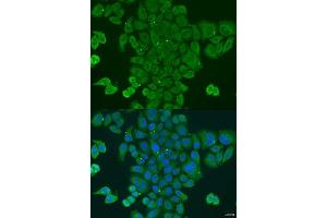 Immunofluorescence analysis of U2OS cells using DPM1 antibody. (DPM1 Antikörper  (AA 1-260))