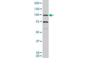 PGR monoclonal antibody (M05), clone 1B11 Western Blot analysis of PGR expression in K-562 .