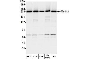 Western Blotting (WB) image for anti-Mediator Complex Subunit 12 (MED12) (C-Term) antibody (ABIN7453548) (MED12 Antikörper  (C-Term))