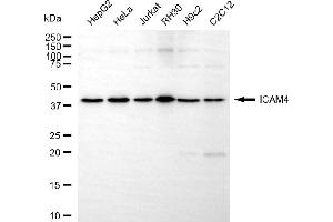 Western blotting analysis using ICAM4 antibody (ABIN7799080).