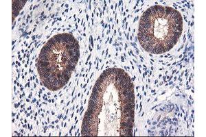 Image no. 1 for anti-F-Box Protein 21 (FBXO21) antibody (ABIN1498232) (FBXO21 Antikörper)