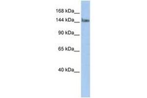 Image no. 1 for anti-Transcription Elongation Regulator 1 (TCERG1) (N-Term) antibody (ABIN6742813) (TCERG1 Antikörper  (N-Term))