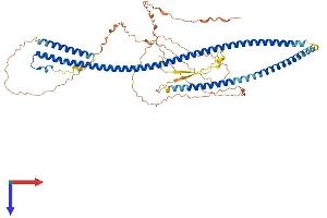 POF1B Protein (AA 1-587) (His tag)