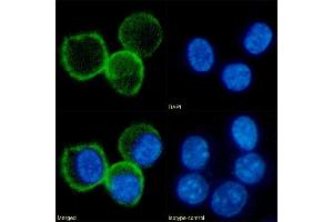 Immunofluorescence staining of fixed RAW264. (Rekombinanter CD80 Antikörper)