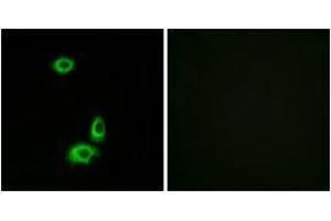 Immunofluorescence (IF) image for anti-Olfactory Receptor, Family 56, Subfamily B, Member 1 (OR56B1) (AA 161-210) antibody (ABIN2890943) (OR56B1 Antikörper  (AA 161-210))